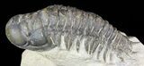 Bargain, Crotalocephalina Trilobite #56000-1